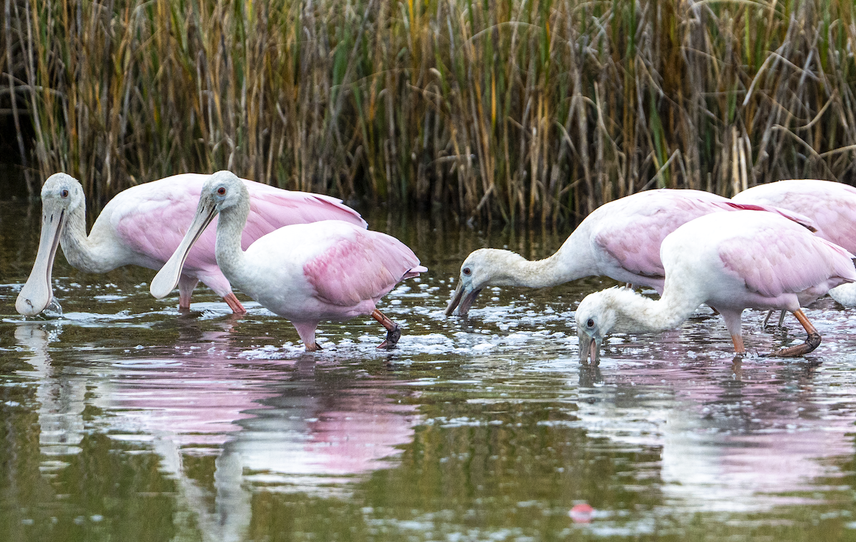 Roseate Spoonbill - ML643176840