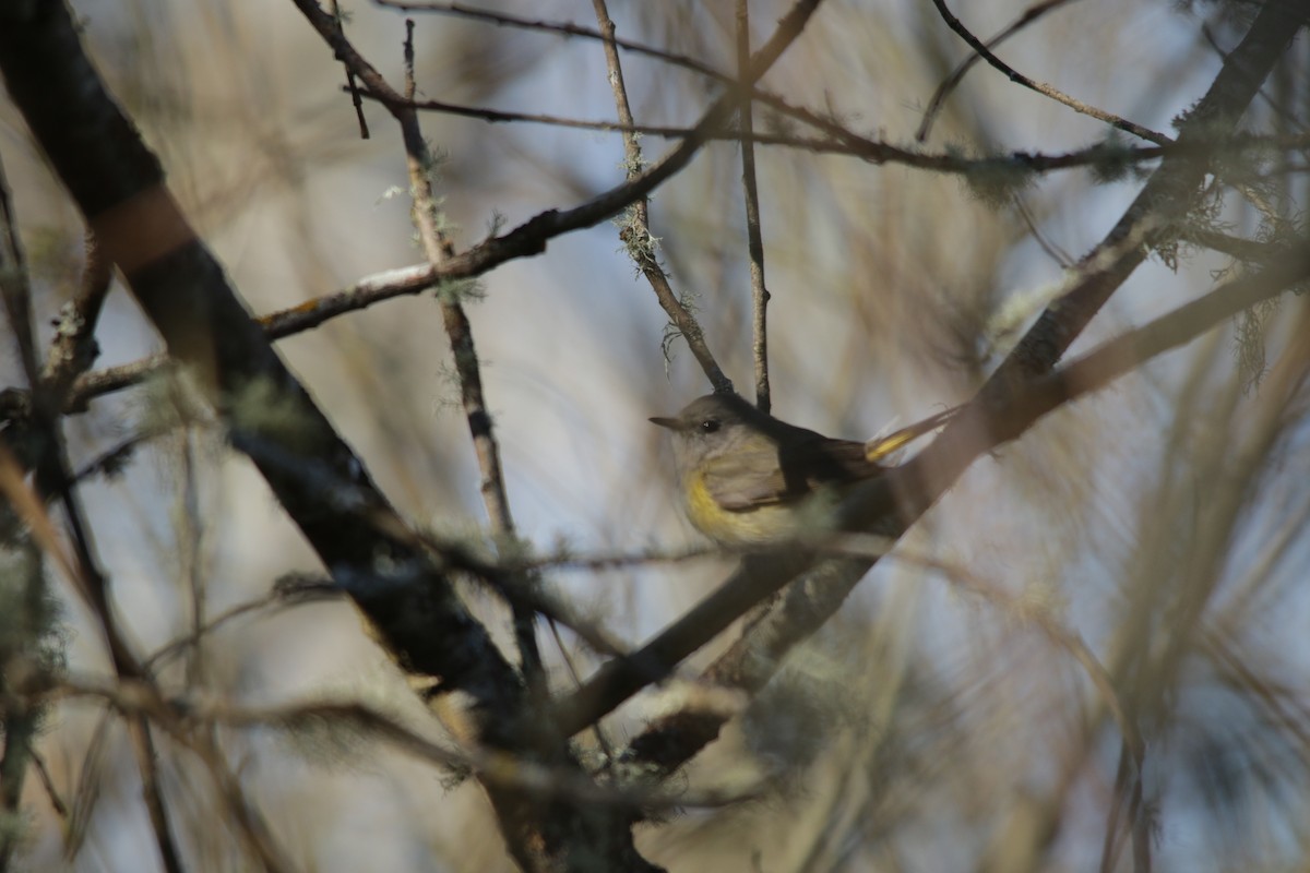 American Redstart - ML643176841