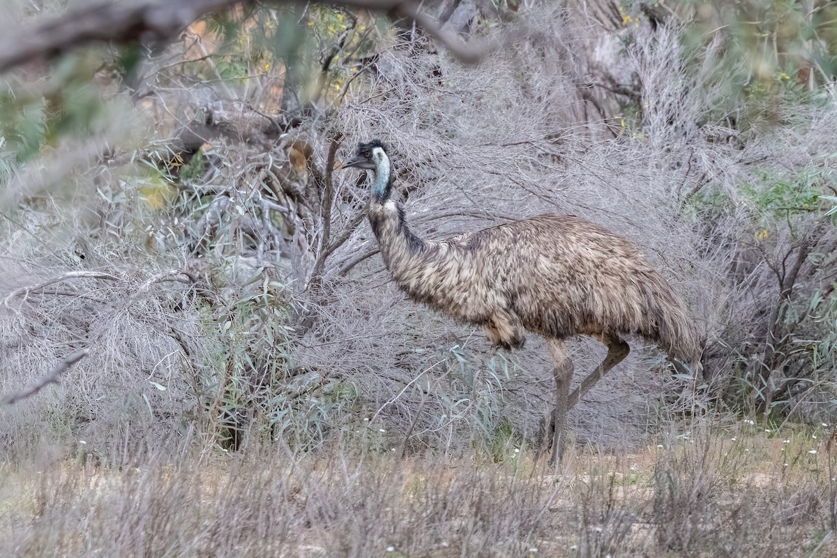 Emu - ML643176849