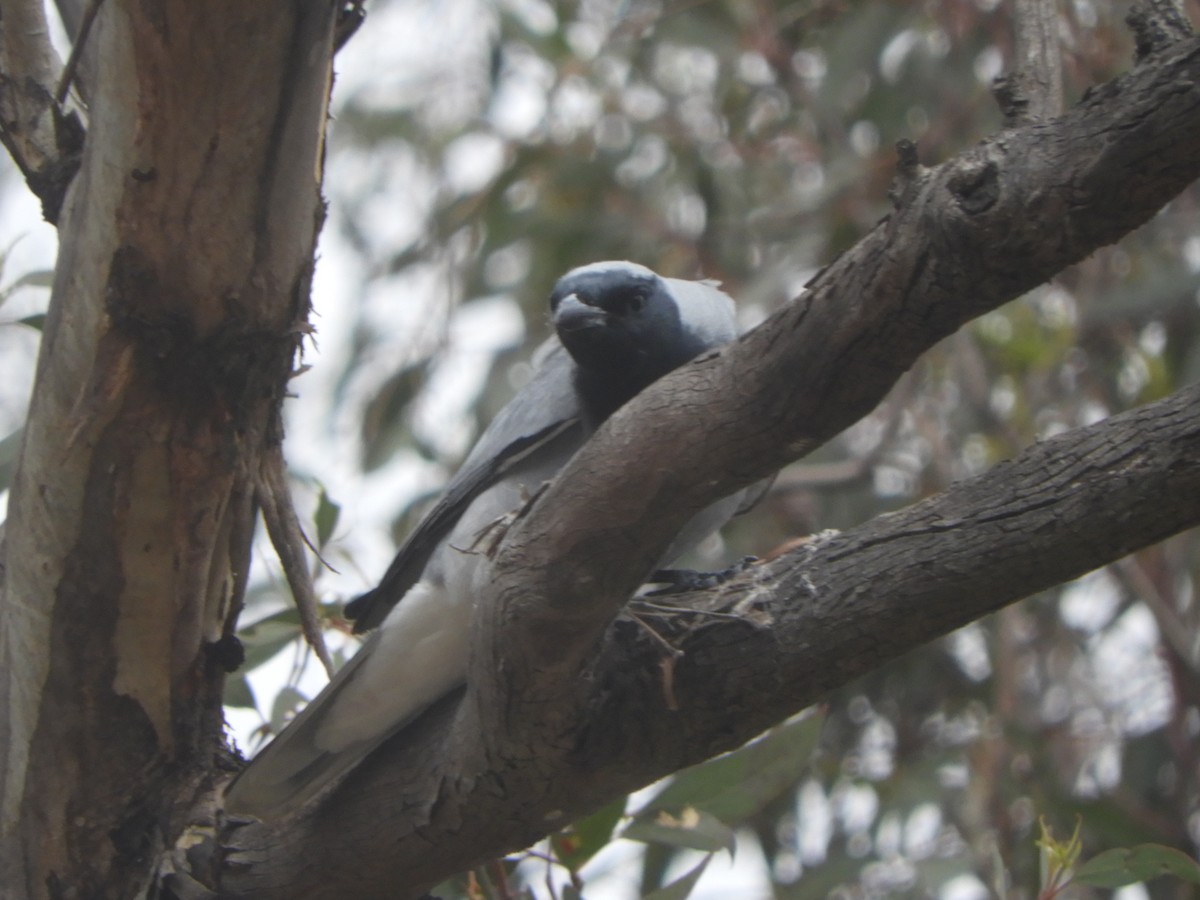 Black-faced Cuckooshrike - ML643176873