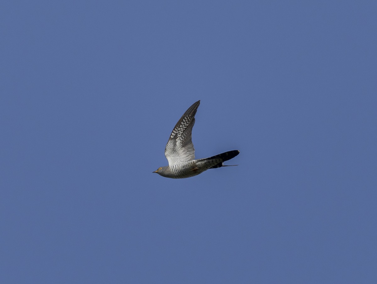 Common Cuckoo - ML643176874