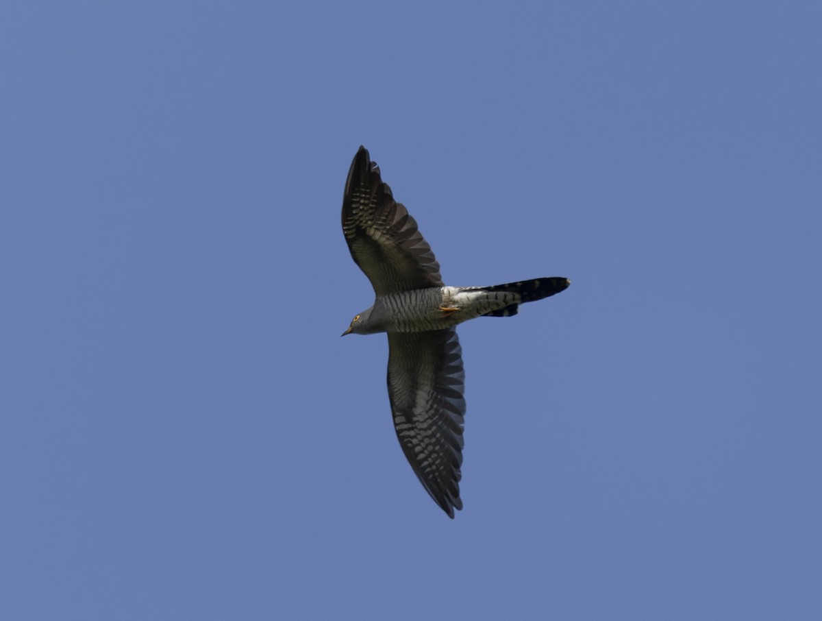 Common Cuckoo - ML643176875