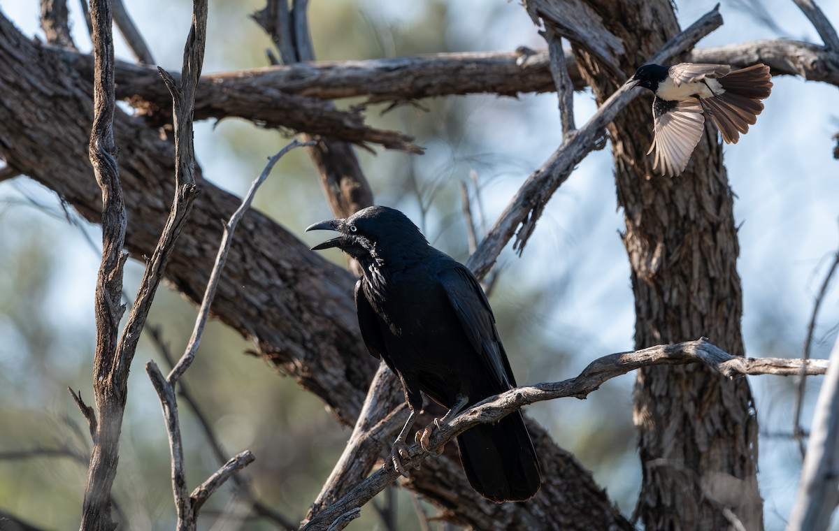Australian Raven - ML643176876