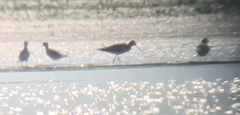 Hudsonian Godwit - ML643176883