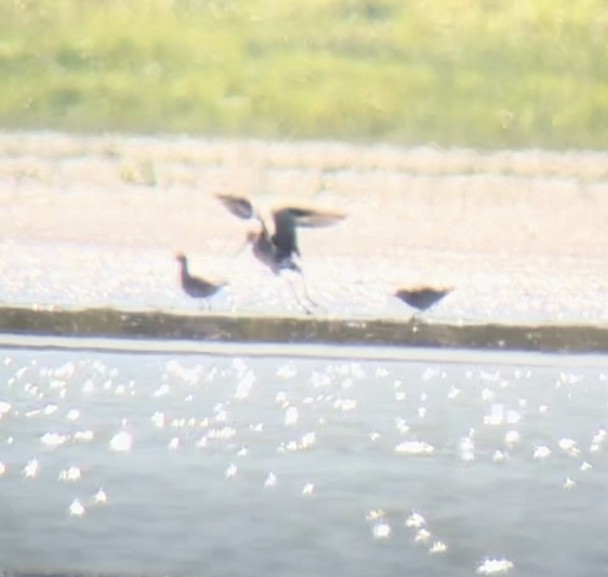 Hudsonian Godwit - ML643176884