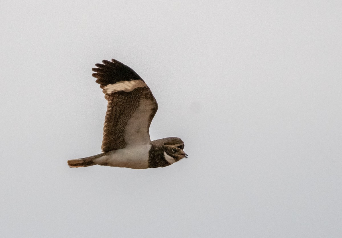 Nacunda Nighthawk - ML643176890