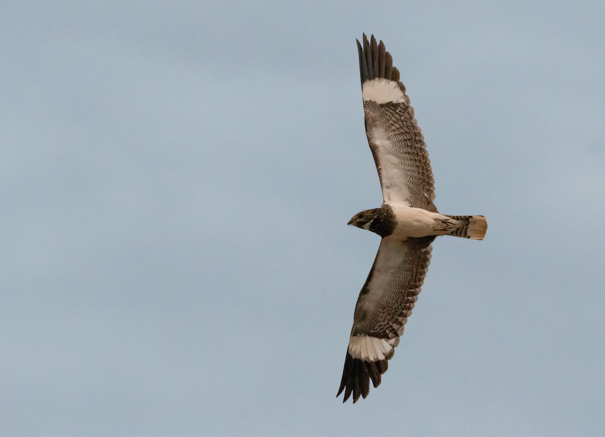 Nacunda Nighthawk - ML643176891