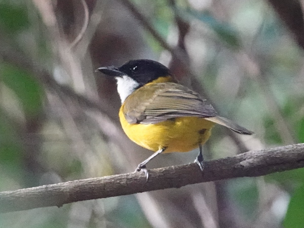 Vanuatu Whistler - ML643176901
