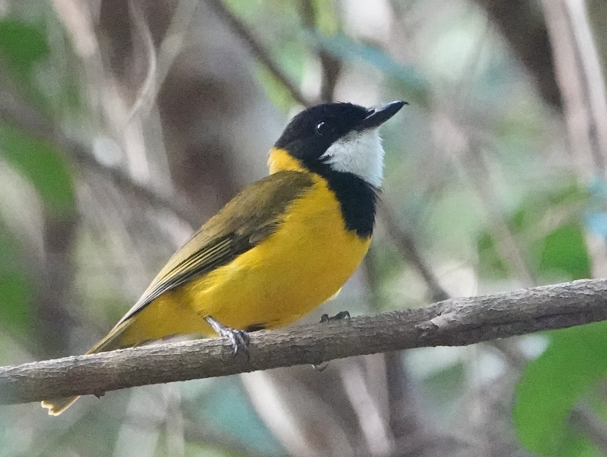 Vanuatu Whistler - ML643176902