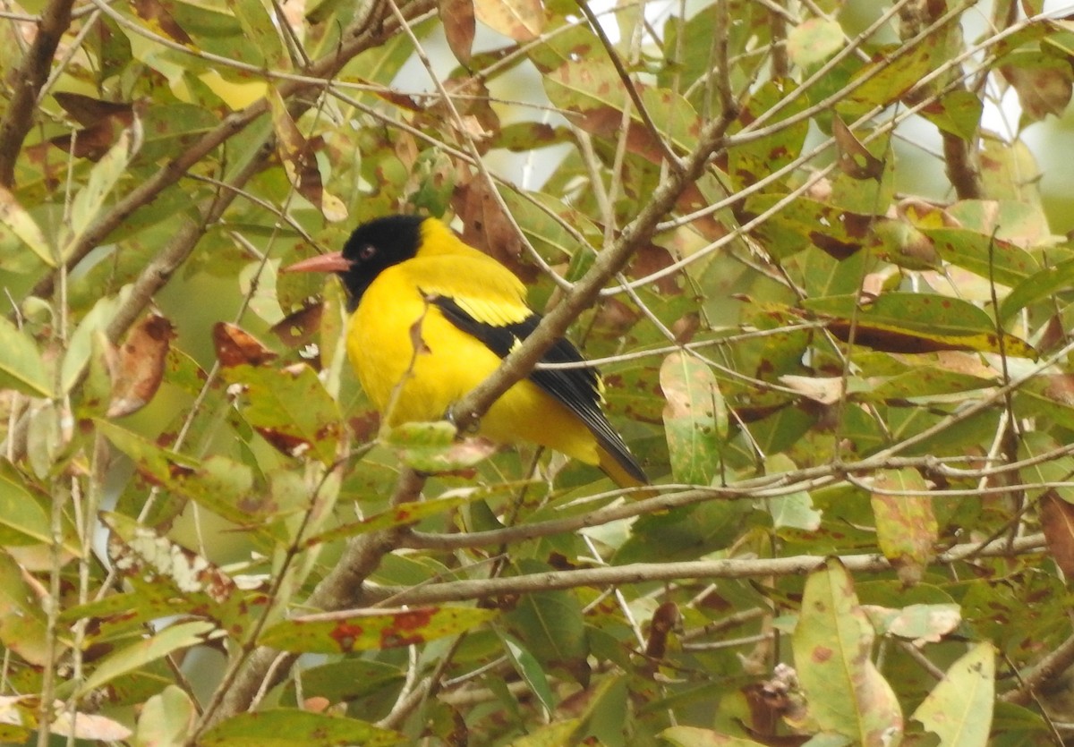 Black-hooded Oriole - ML643176919