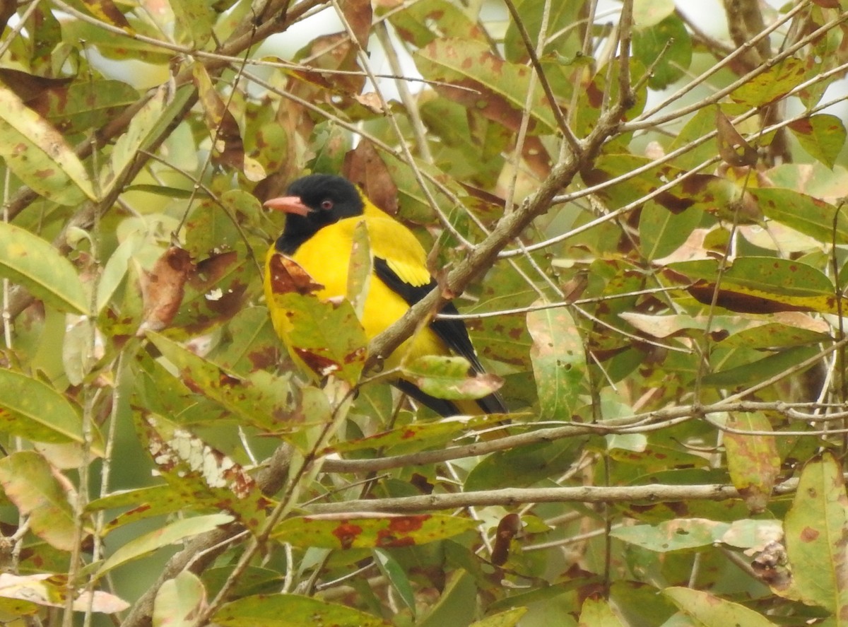 Black-hooded Oriole - ML643176920