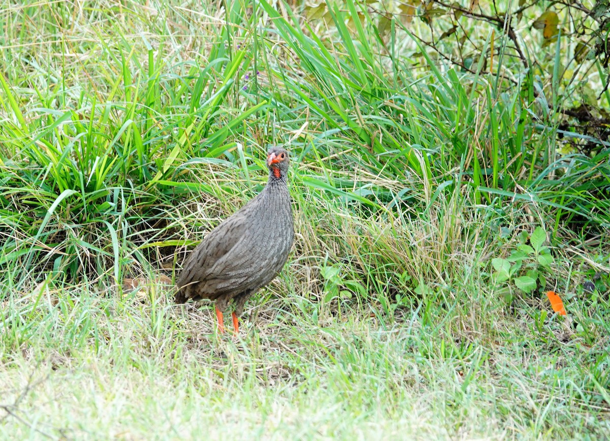 Francolin à gorge rouge - ML643176921