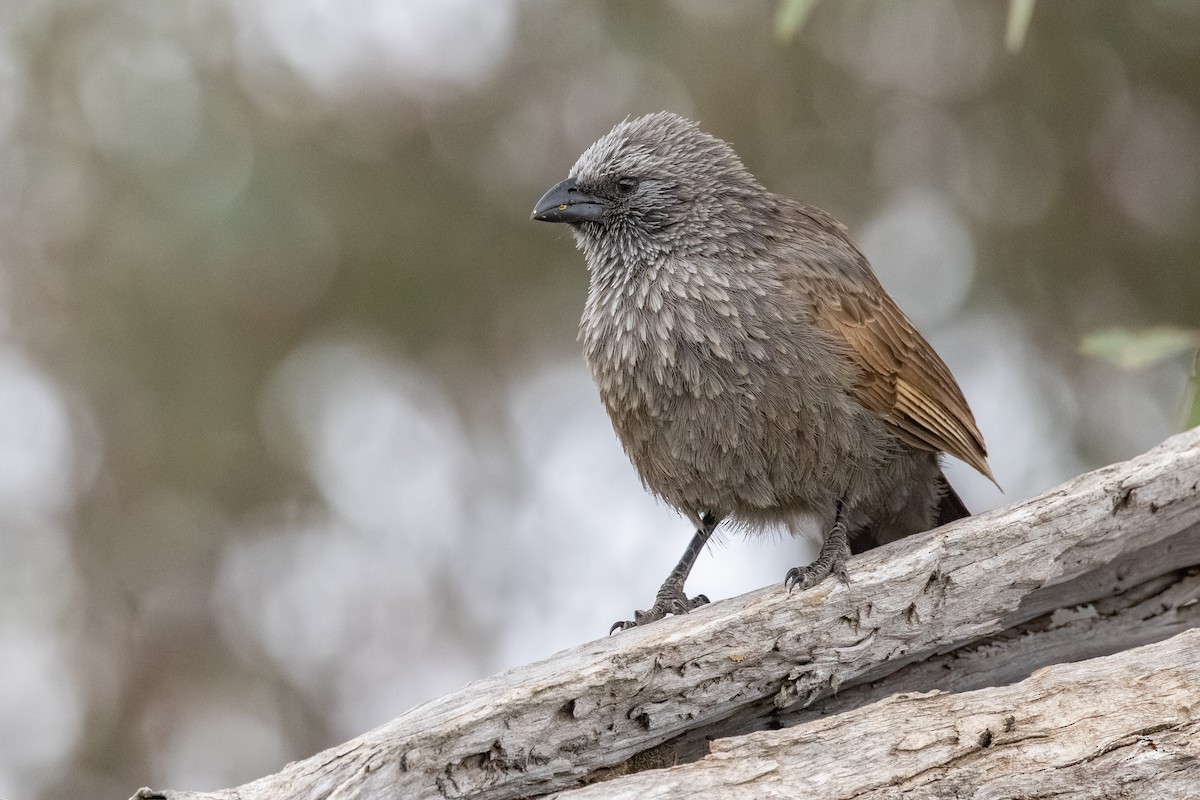 Apostlebird - ML643176925