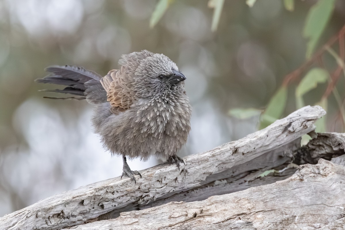 Apostlebird - ML643176926