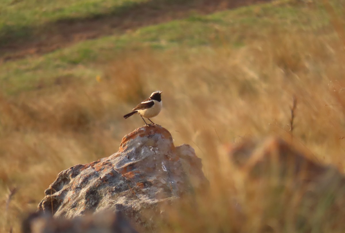 Buff-streaked Chat - ML643176927