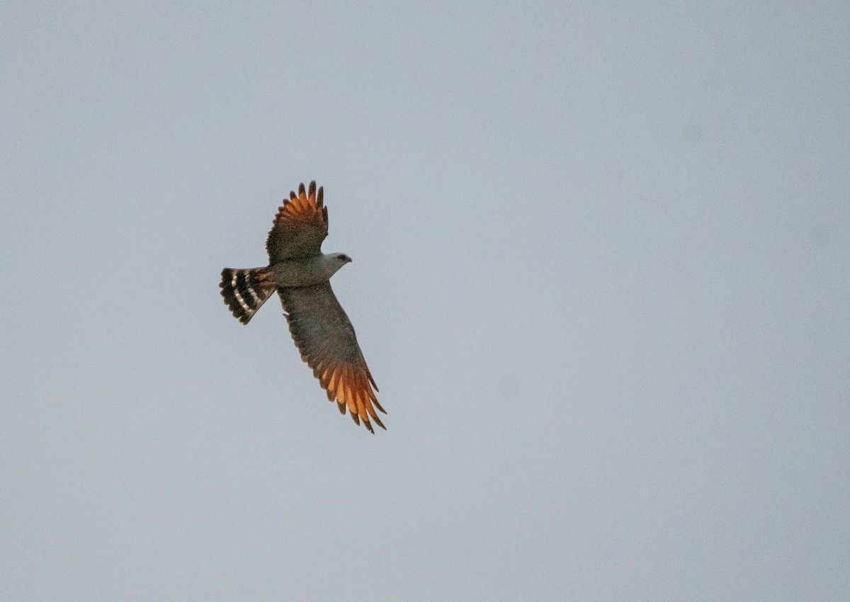 Plumbeous Kite - ML643176929