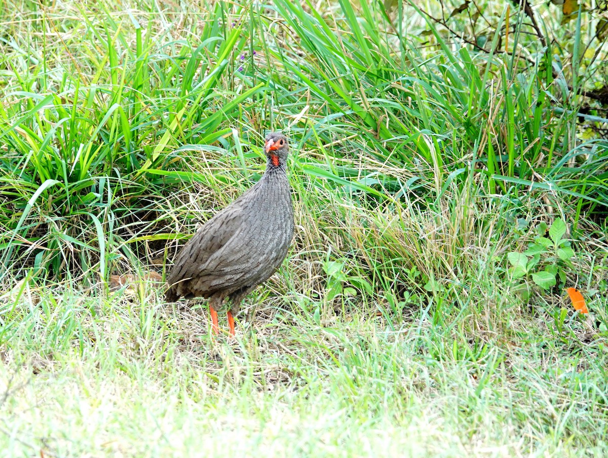 Francolin à gorge rouge - ML643176933