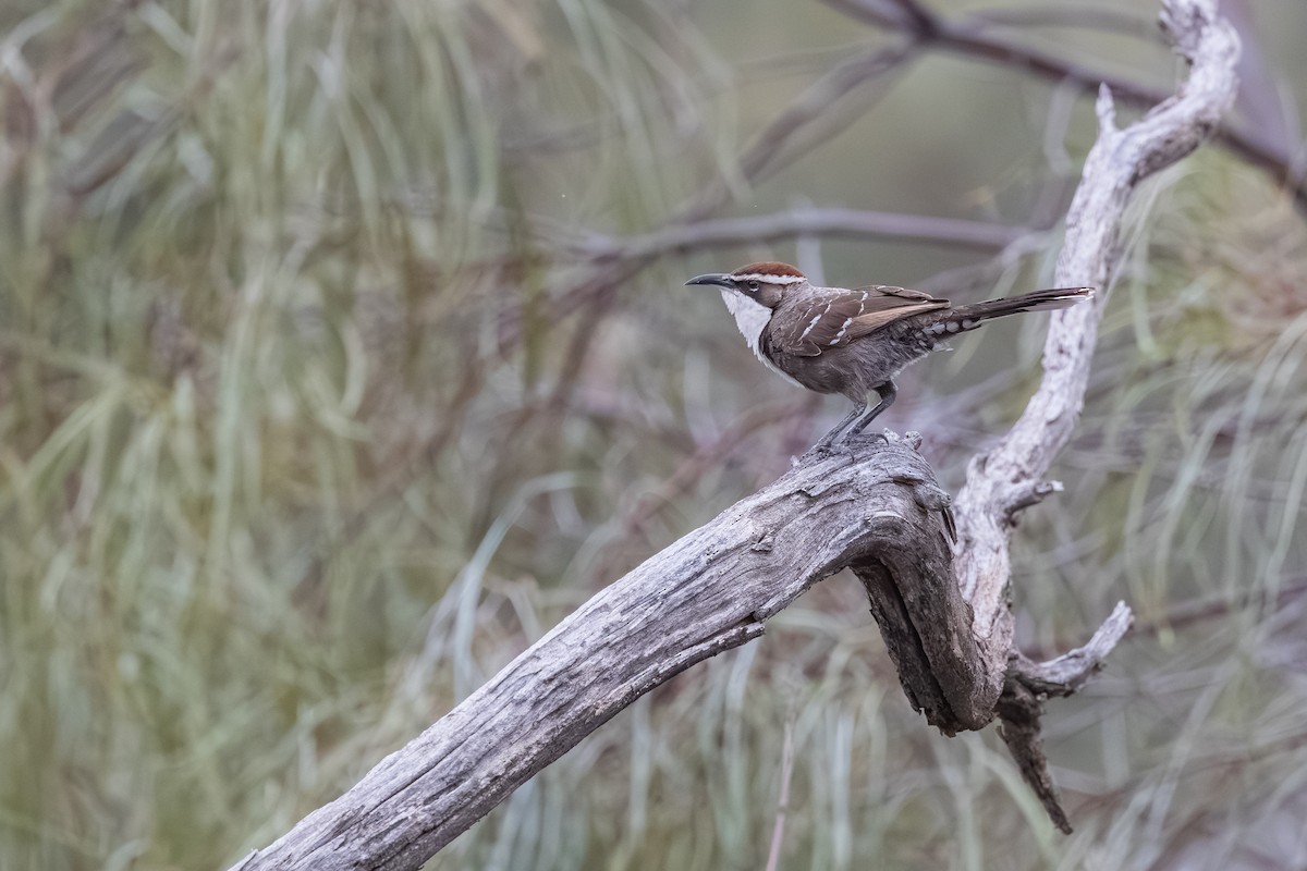 Chestnut-crowned Babbler - ML643176937