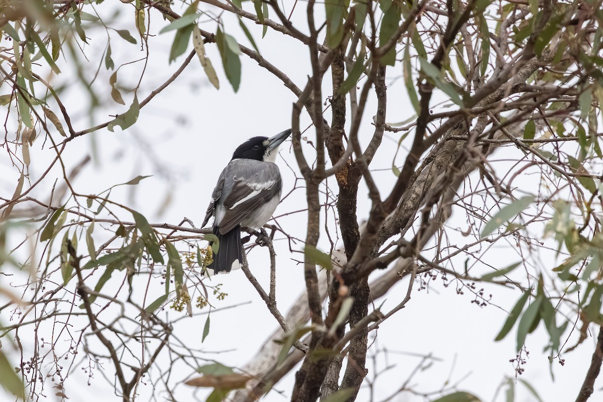 Gray Butcherbird - ML643176944