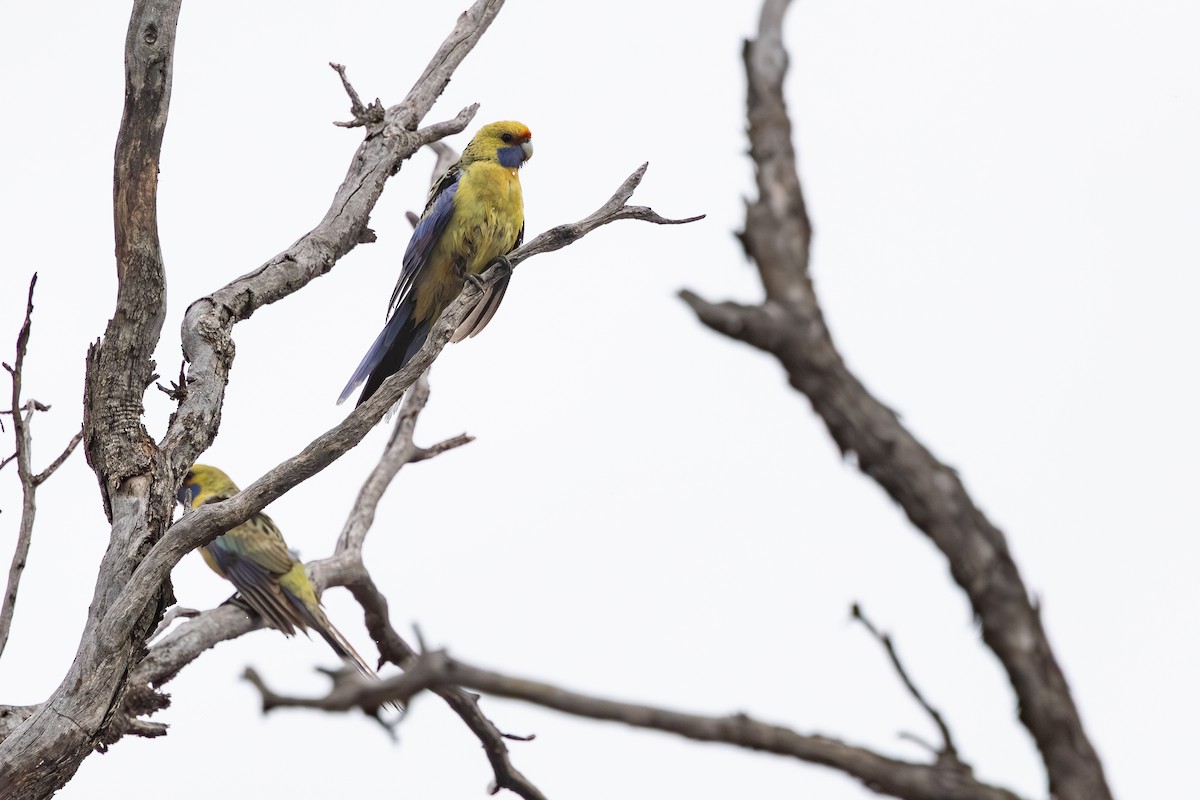 Crimson Rosella - ML643176951
