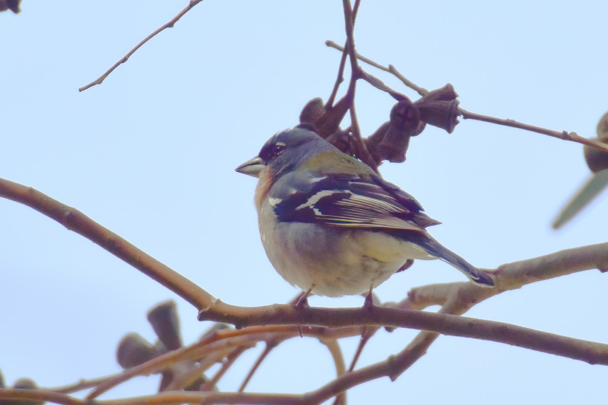 African Chaffinch (African) - ML643176952