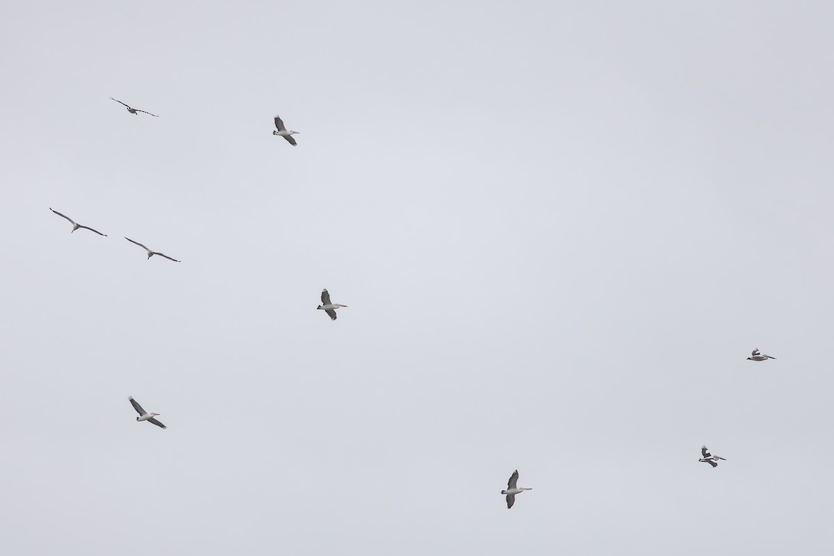 Australian Pelican - ML643176954
