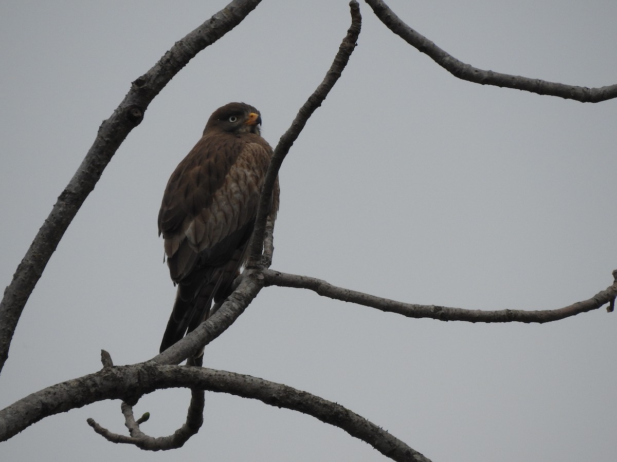 White-eyed Buzzard - ML643176958