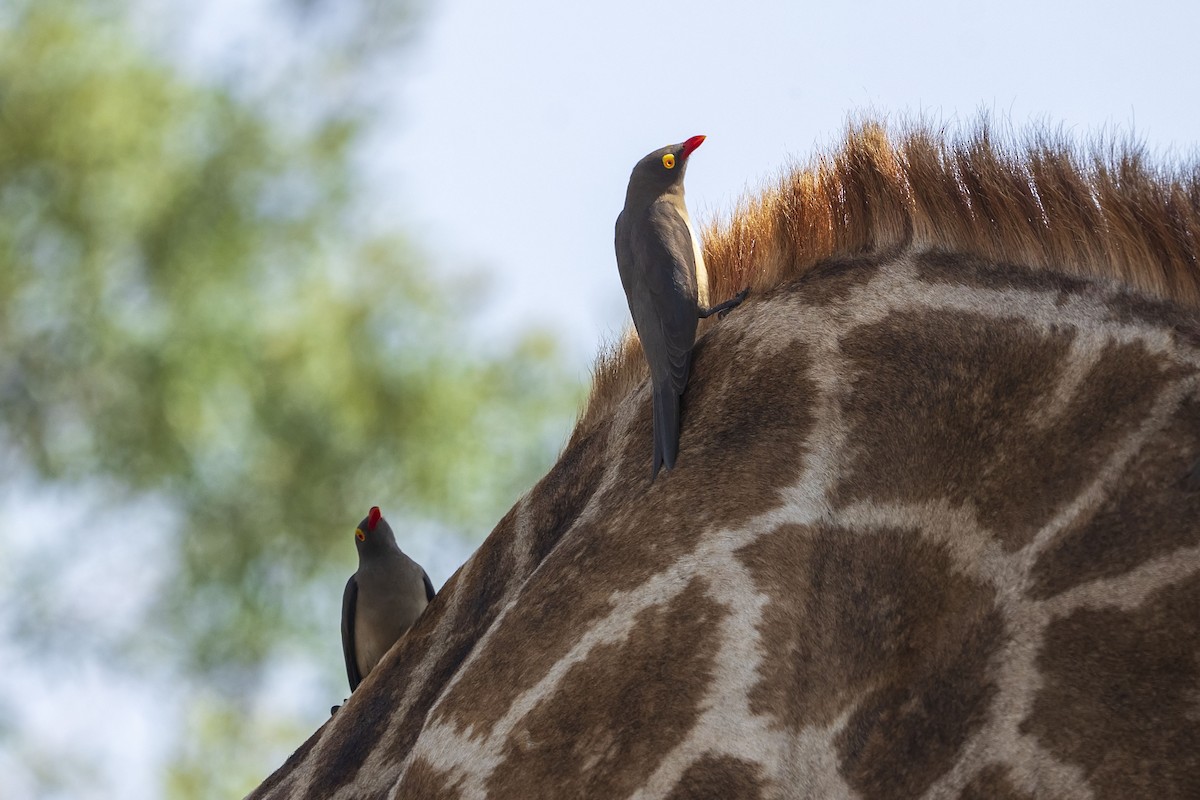 Red-billed Oxpecker - ML643176959