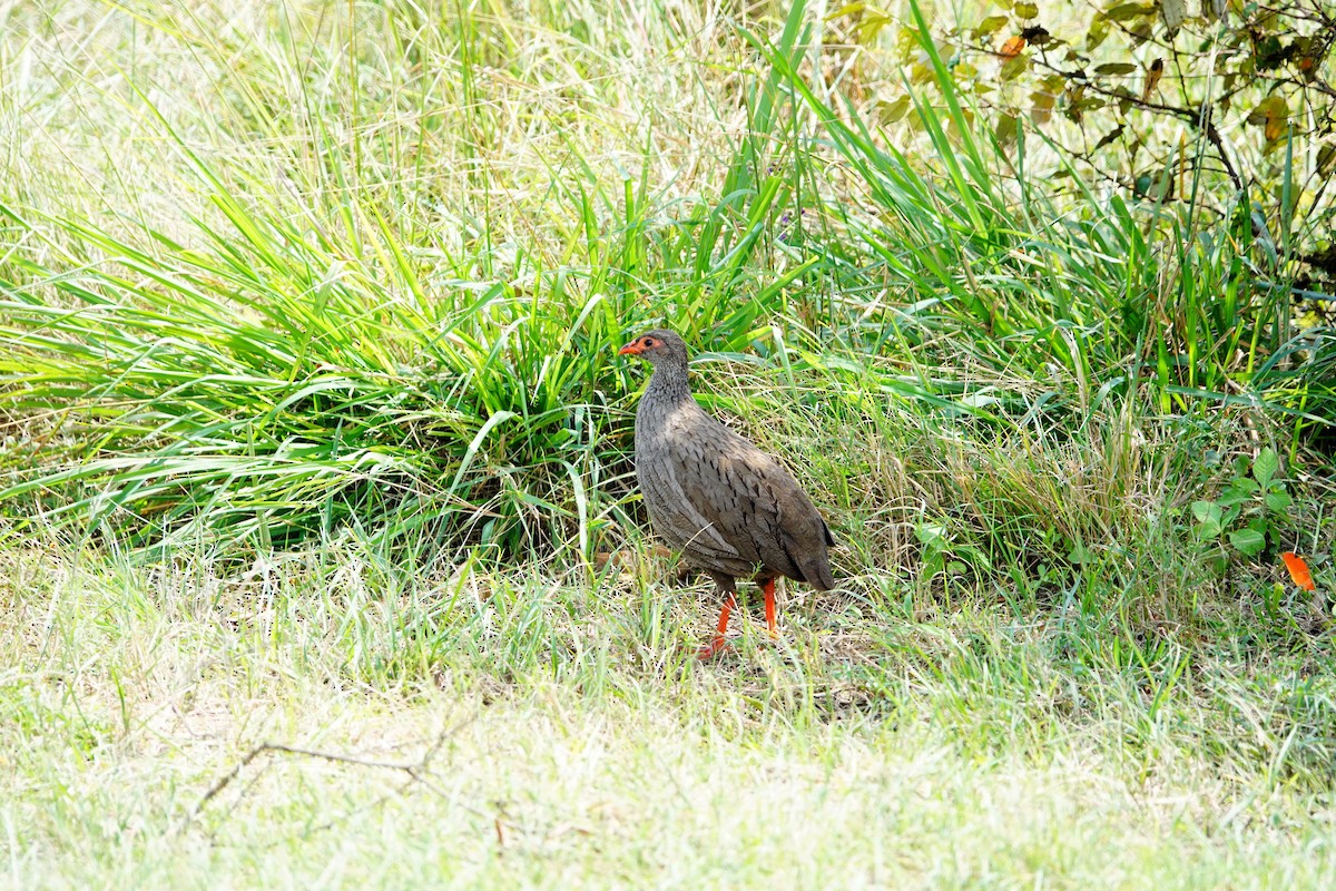 Francolin à gorge rouge - ML643176961