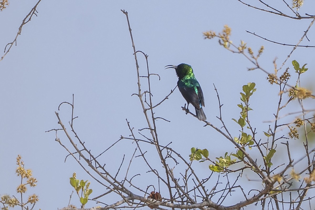 Marico Sunbird - ML643176962