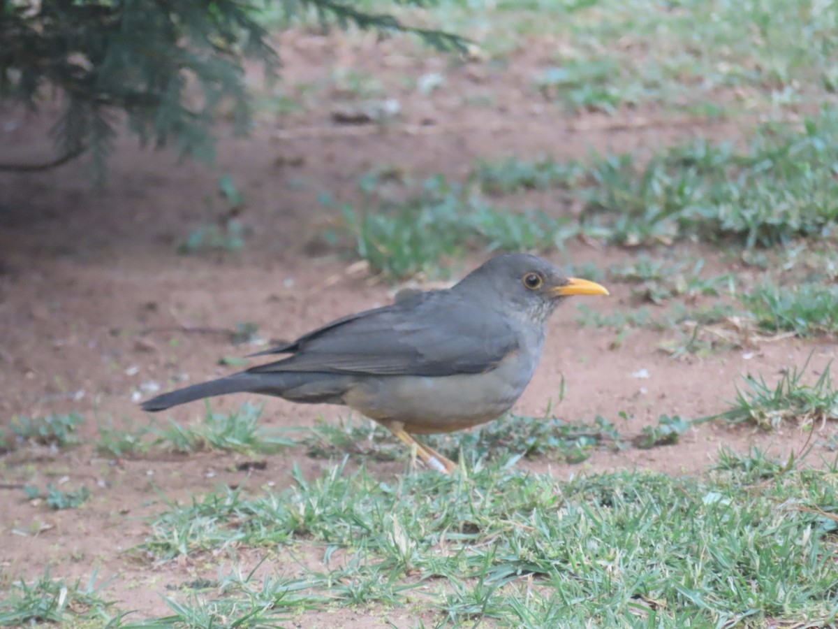 Karoo Thrush - ML643176966