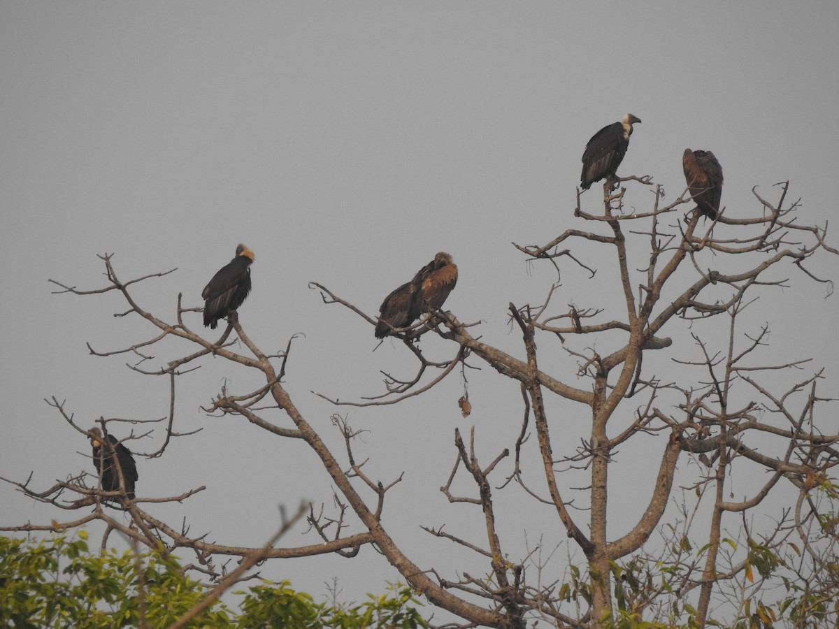 White-rumped Vulture - ML643176968