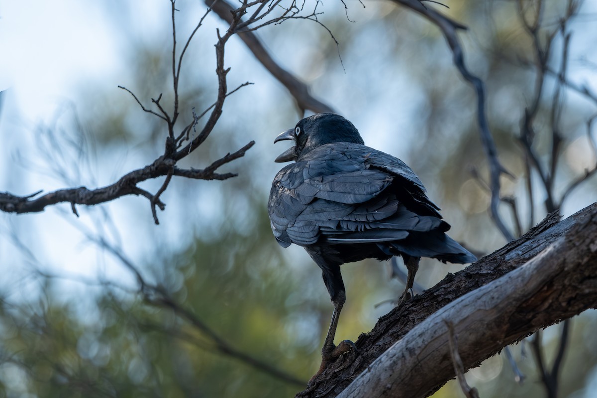 Australian Raven - ML643176969