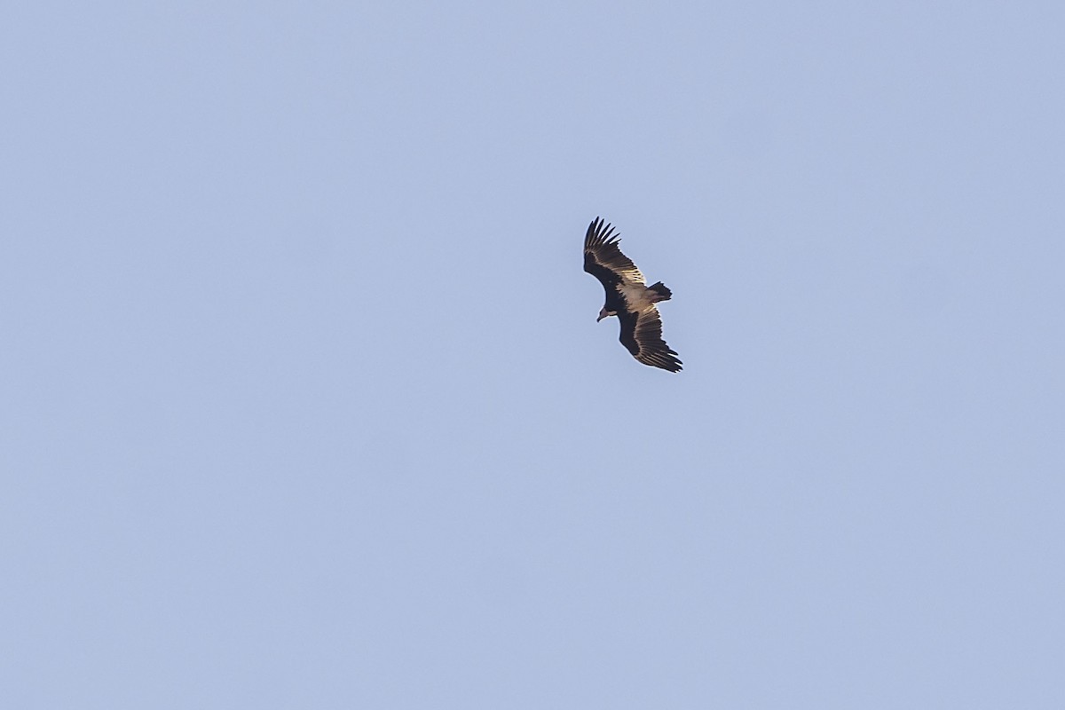 White-headed Vulture - ML643176971