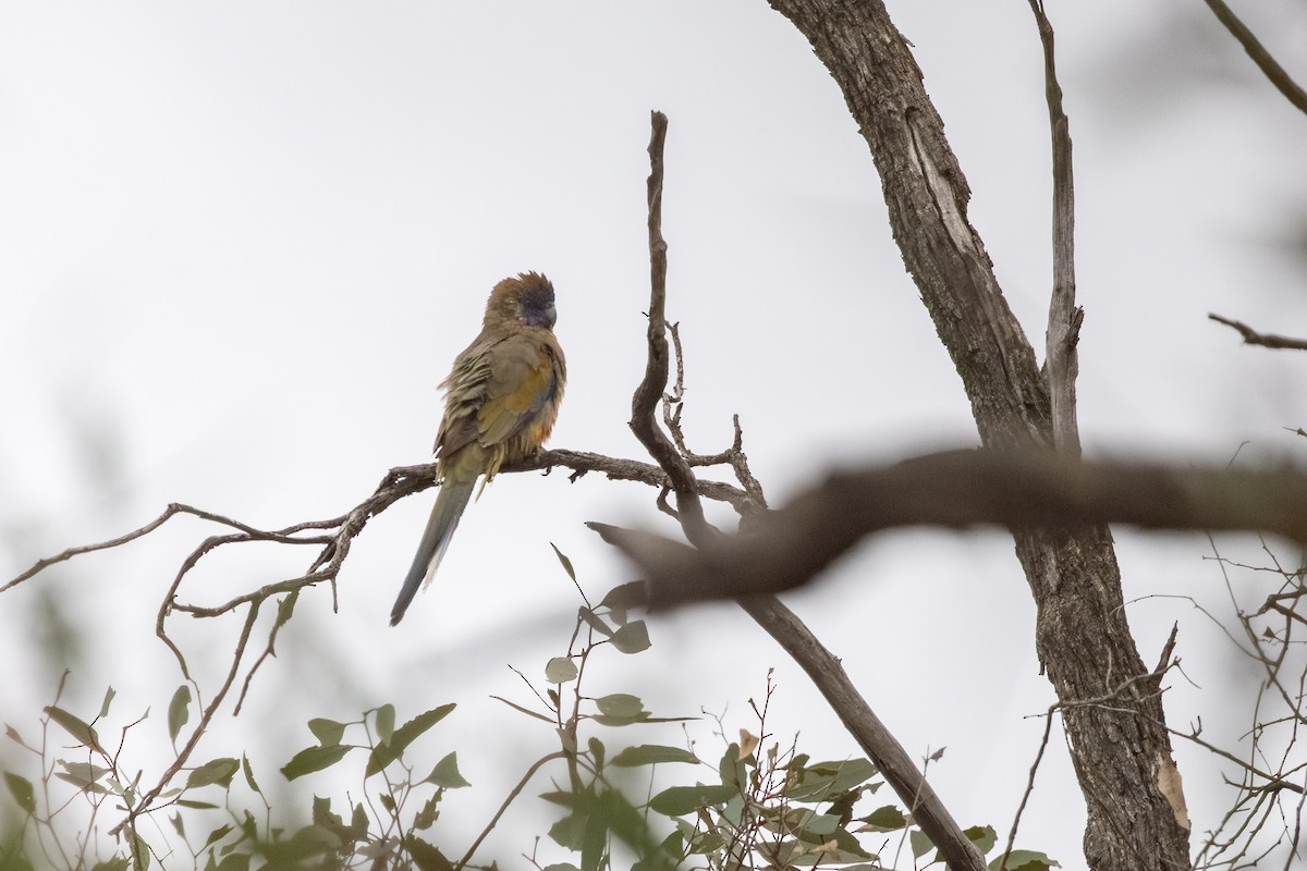 Greater Bluebonnet - ML643176972