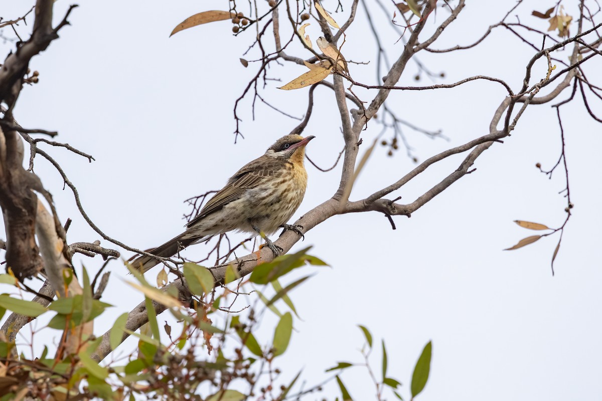 Spiny-cheeked Honeyeater - ML643176975
