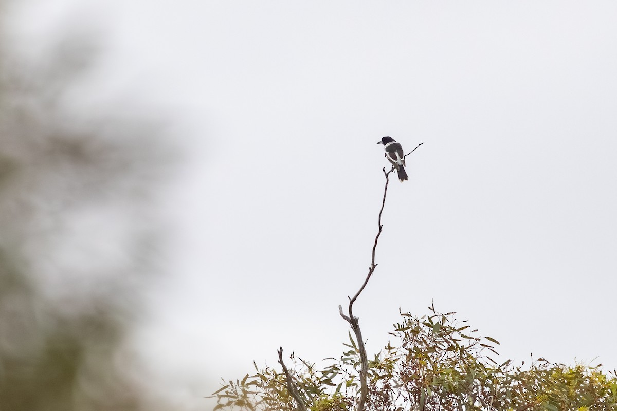 Pied Butcherbird - ML643176977