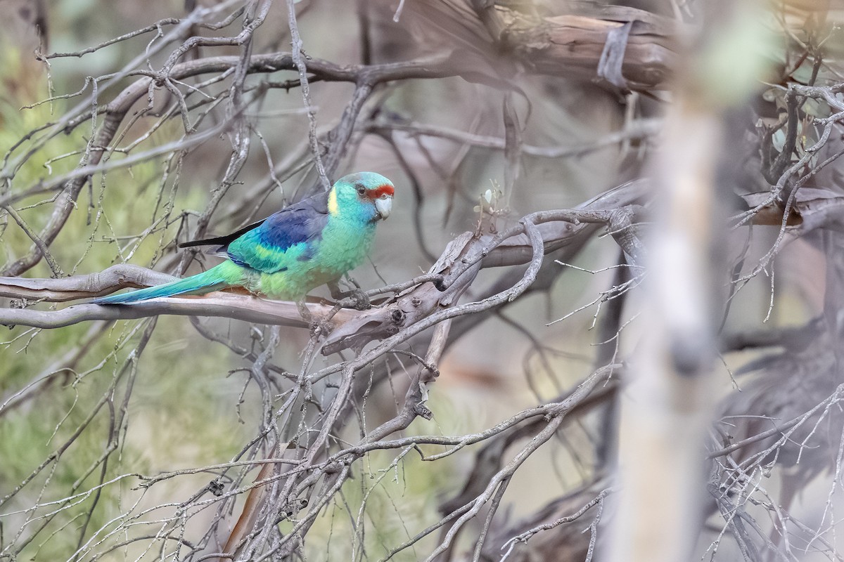 Australian Ringneck - ML643176979