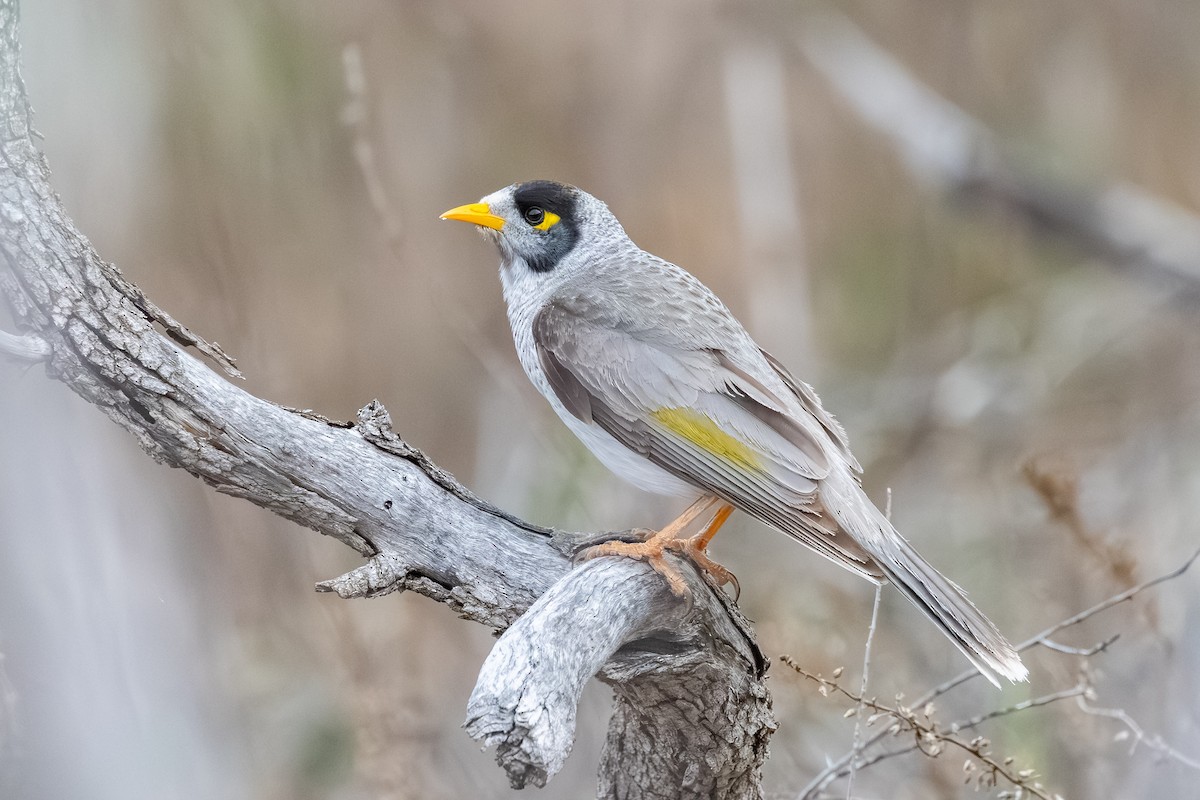 Noisy Miner - ML643176984