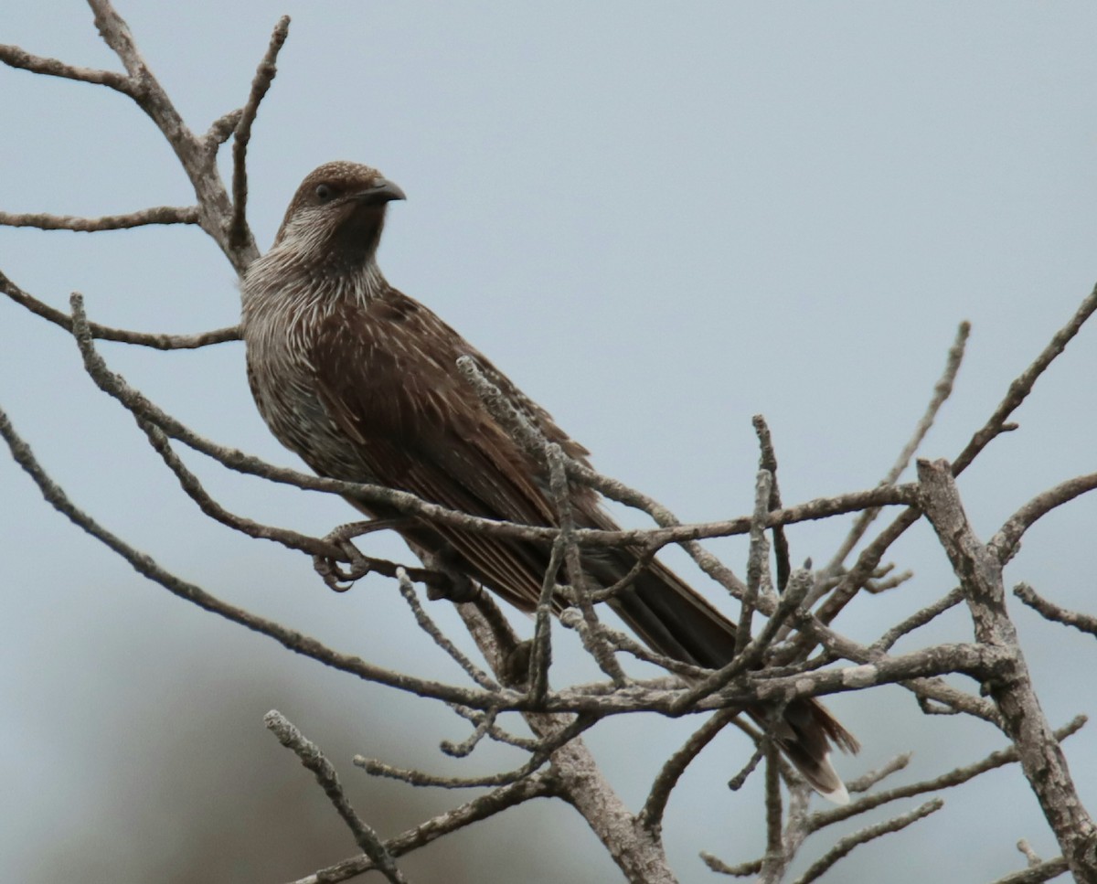 Little Wattlebird - ML643176985