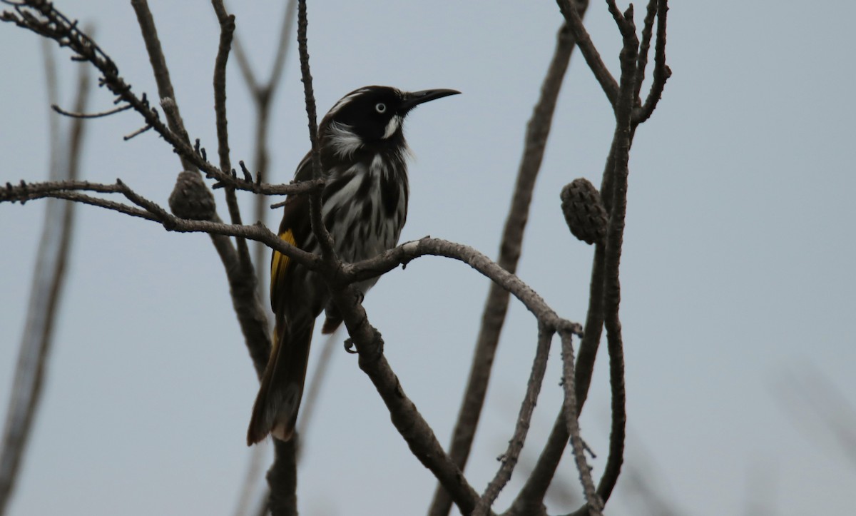 New Holland Honeyeater - ML643176988