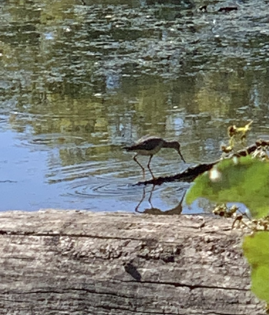 Greater Yellowlegs - ML643176991