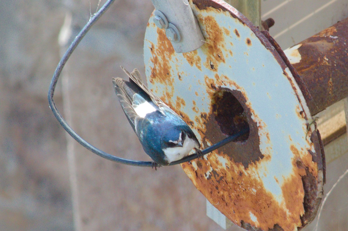 White-rumped Swallow - ML643177003