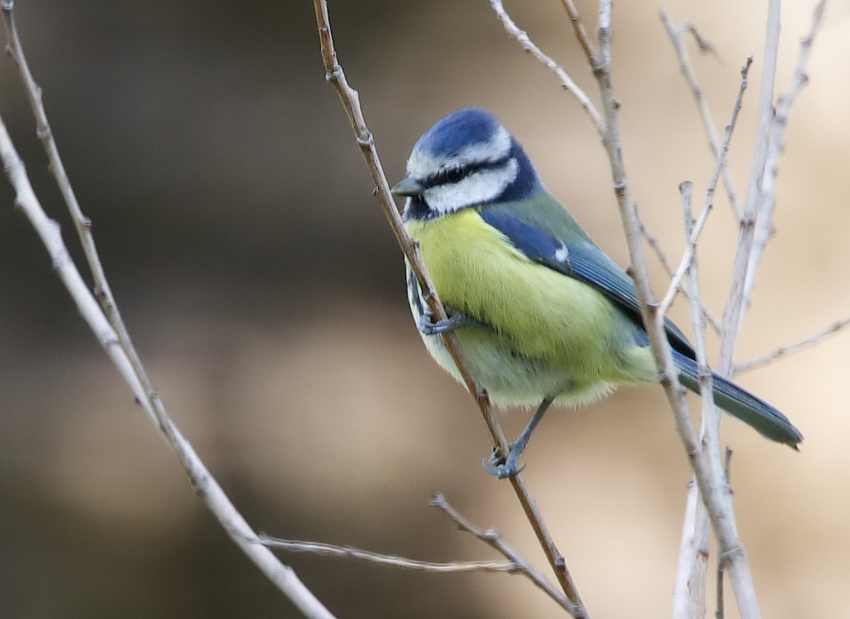 Eurasian Blue Tit - ML643177015
