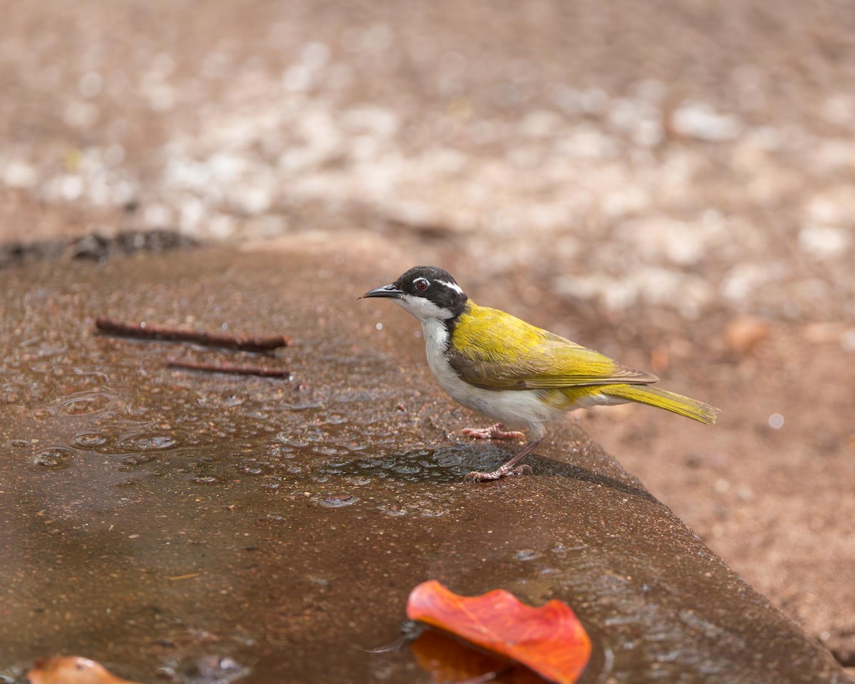 White-throated Honeyeater - ML643177020