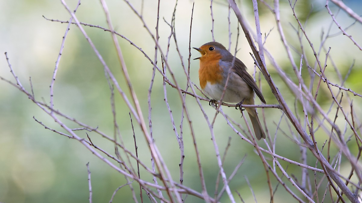 European Robin - ML643177024