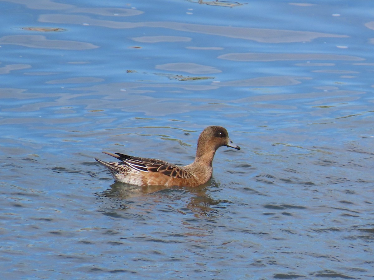 Eurasian Wigeon - ML643177027