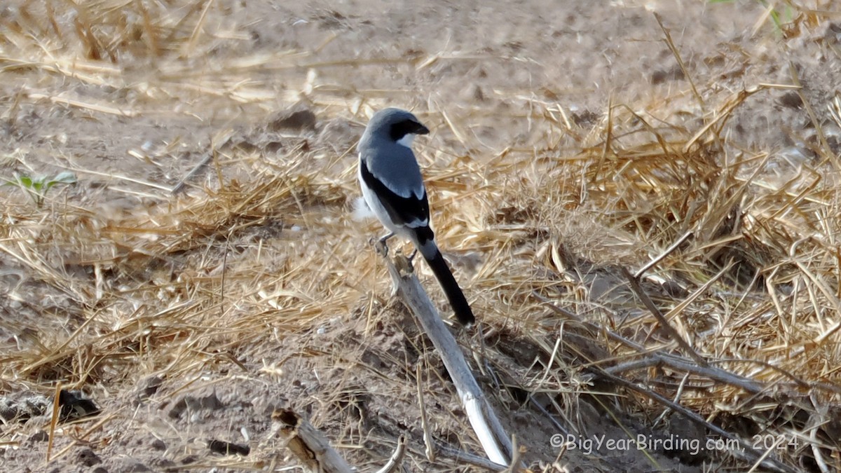 Loggerhead Shrike - ML643177028