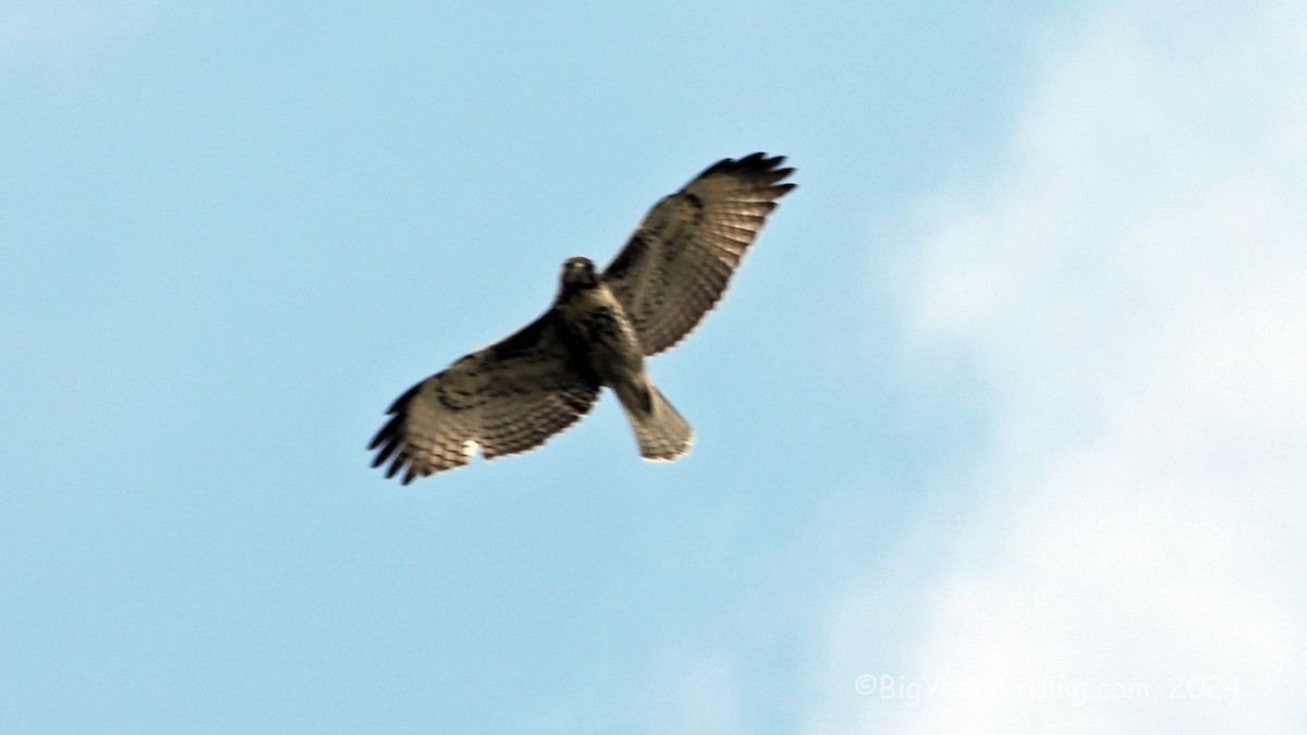 Red-tailed Hawk - ML643177035