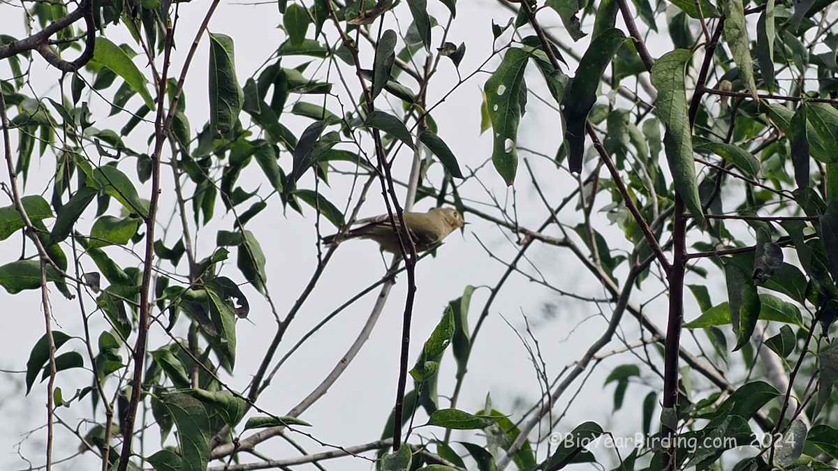 Ruby-crowned Kinglet - ML643177037